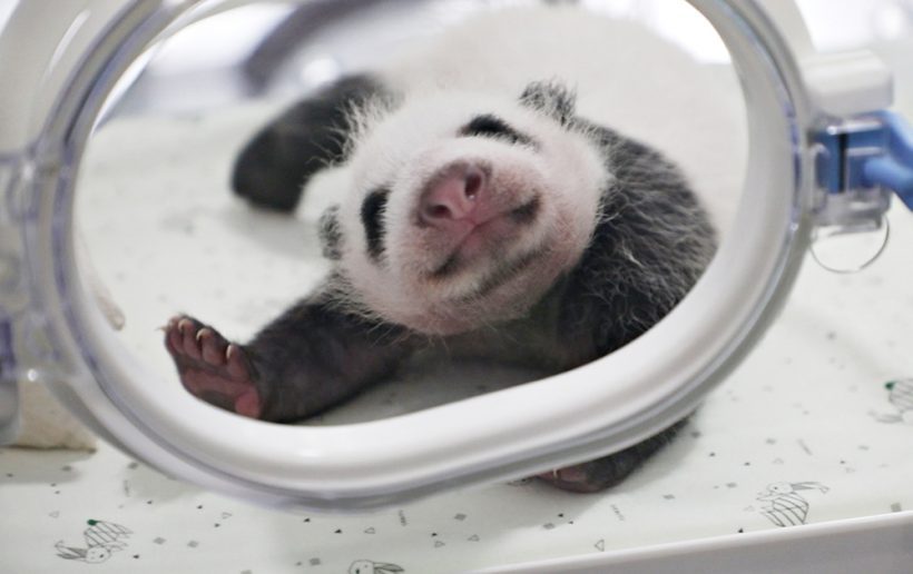 panda baby
