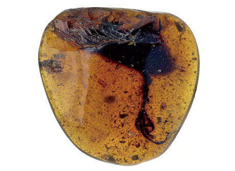 An Ancient Bird with Bizarrely Long Toes Found Encased in Amber by Chinese Team