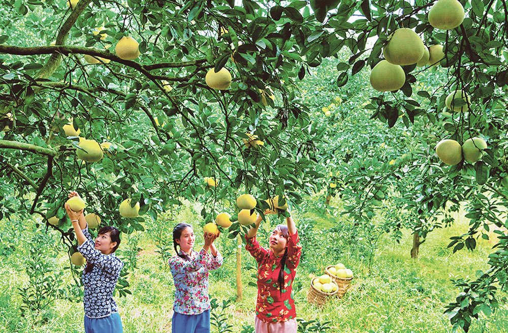 Art-and-Culture-pomelo-Jiang-Shengbin-1