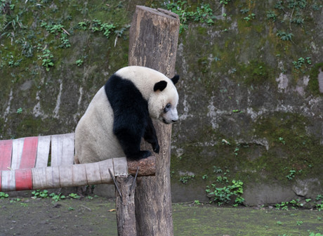 It's a Miracle – Two Groups of Panda Twins Were Born on the Same Day!