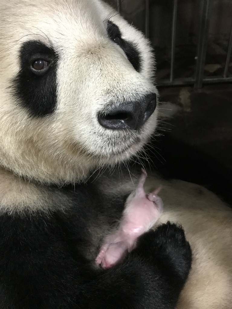 Twins-lan-xiang