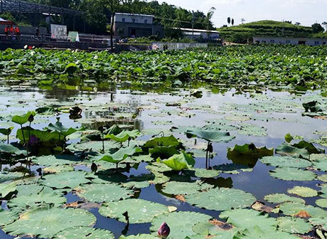 It's Easy Being Green: Must-See Cool Wetland Parks in Chongqing