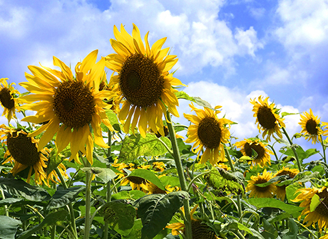 Find Beautiful Sunflowers in Downtown Chongqing