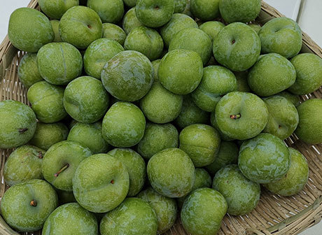 Wushan Plum Unveiled New Brand Image to the World