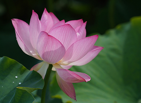Guide to Chongqing's Summer Lotus Sightseeing