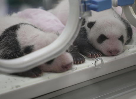 The One-Month-Old Cute Panda Twins Are Expecting Names
