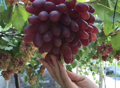 Recommendable Routes for Picking Grapes in Chongqing