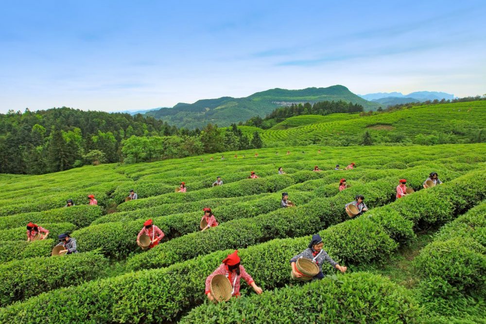 Tea picking in Baima Mountain