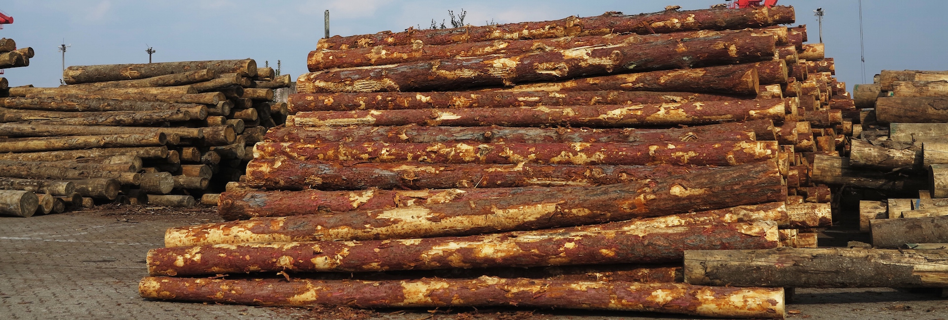 9th China Global Wood Trade Conference to Open in Chongqing Next Month