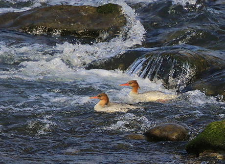 The Yangtze River Natural Forest Protection Project Benefits Locals