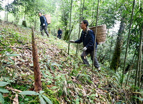 Time for Bamboo Shoot Harvesting in Jinfo Mountain