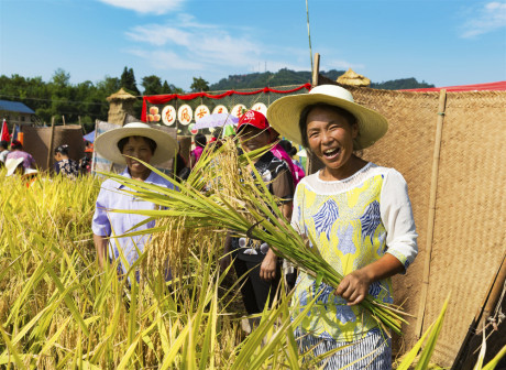 Celebrate Chinese Farmers' Harvest Festival in Chongqing