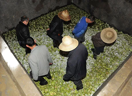 Traditional Production Techniques of Chinese Pickled Vegetable (Fuling Pickle)