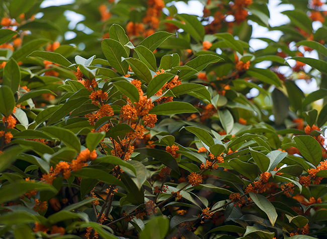 Sweet-scented Osmanthus bloom in Chongqing's Autumn
