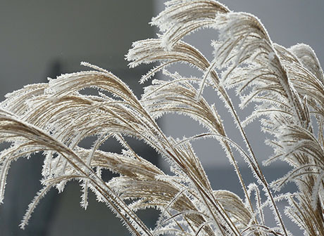 24 Solar Terms: Cold Dew