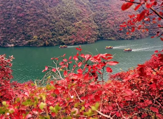 The Red Leaf Festival To Show A Red World Of Three Gorges | Ichongqing