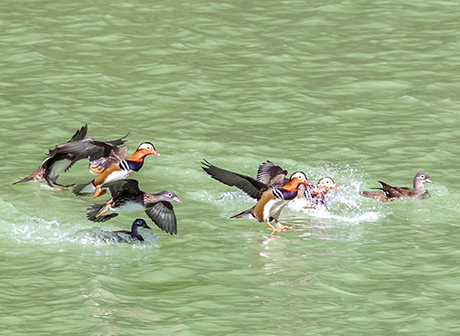 With Eco-environment Improved, Nanchuan Gathers Flocks of Wild Mandarin Ducks