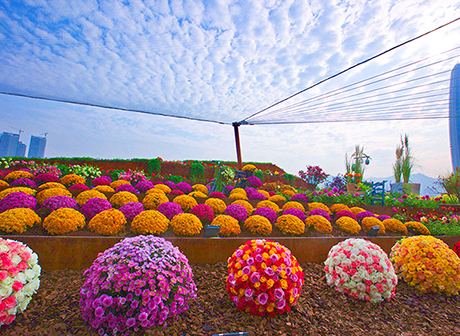 Chongqing Flower Art Expo Still Receives Waves of Visitors