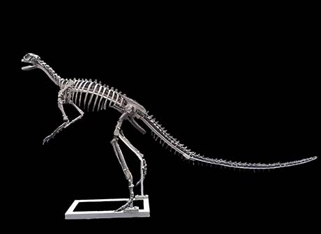 Asian Earliest Neornithischian Dinosaur Fossil Discovered in Yunyang, Chongqing