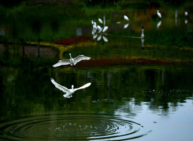 Chongqing Dadukou: high-quality industries and a livable environment