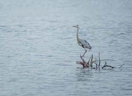 Majestic Waterbirds Frequent Hanfeng Lake