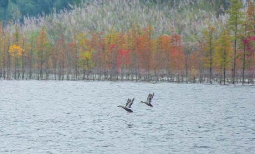 waterbirds at Hanfeng Lake in Kaizhou District
