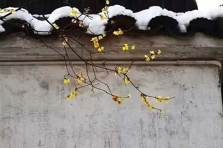Wintersweet in Flower Park, Yubei District