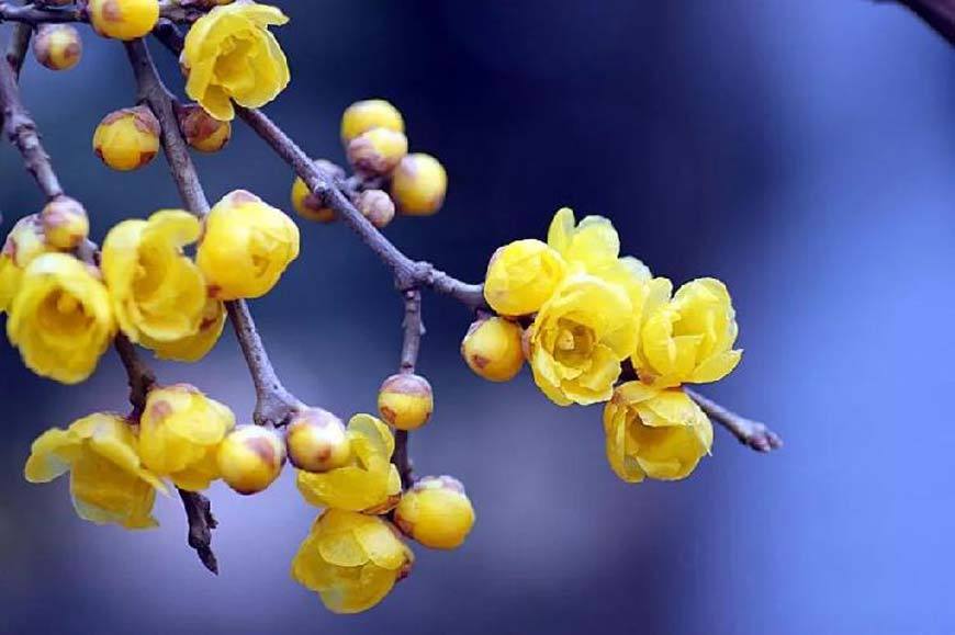 Grand View Garden, Nanchuan District