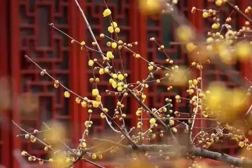 Hong’en Temple Forest Park, Jiangbei District