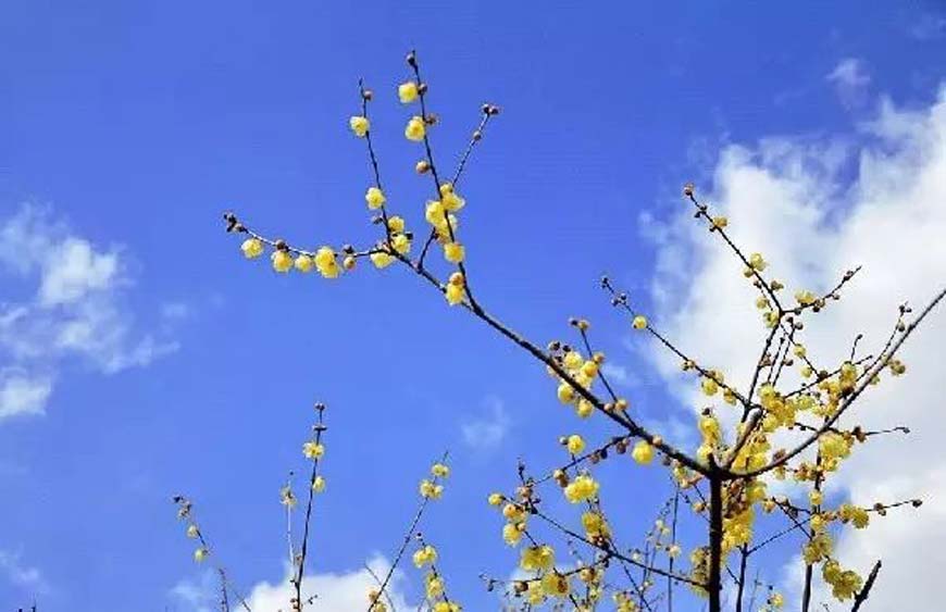 Wintersweet in Longtou Temple Park, Yubei District