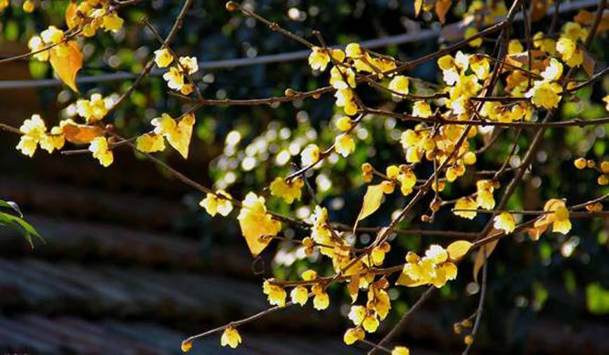 Wintersweet in Geleshan National Forest Park