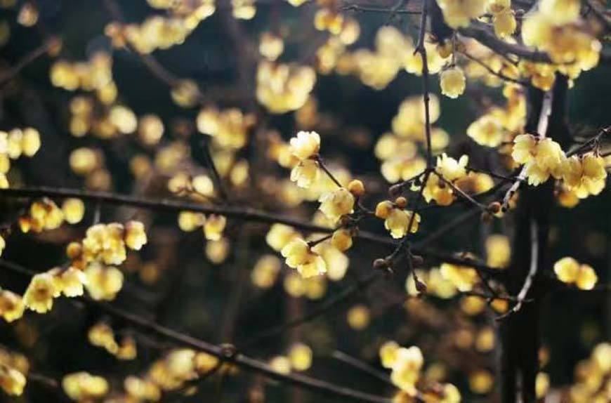 Wintersweet in Nanshan Botanical Garden