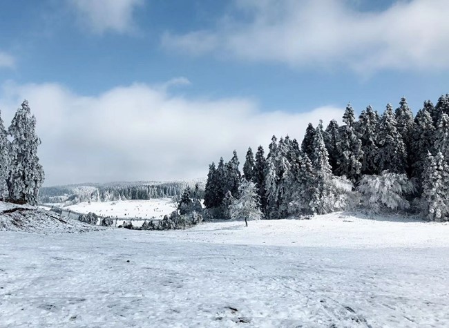 Wulong to Play with White Snow in Winter
