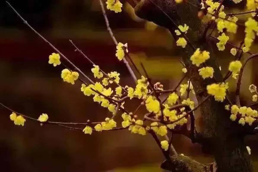 Wintersweet in Zhaishanping, Jiulongpo District