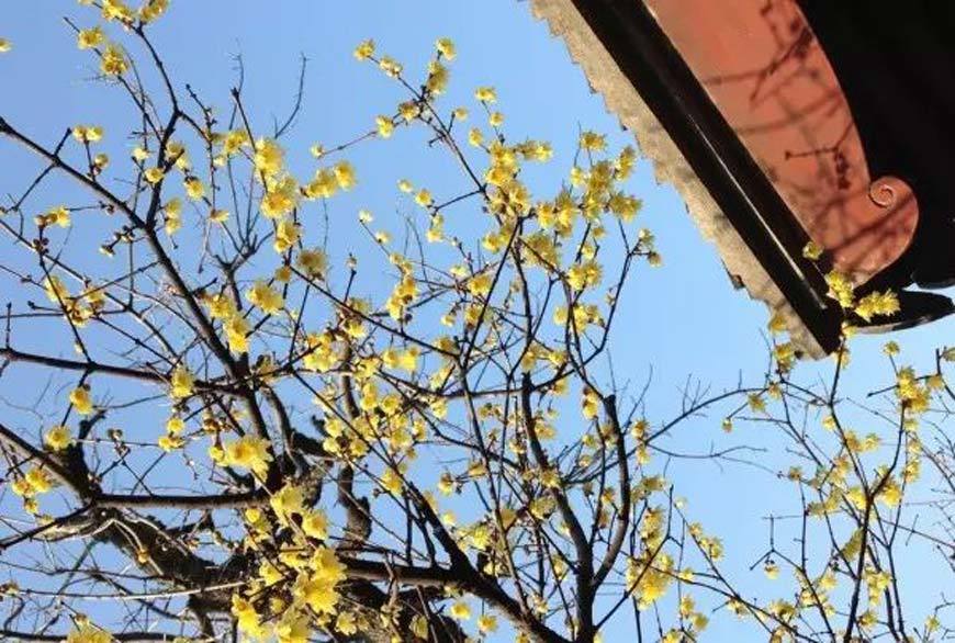 Wintersweet in Zhaomu Mountain Forest Park, Yubei District