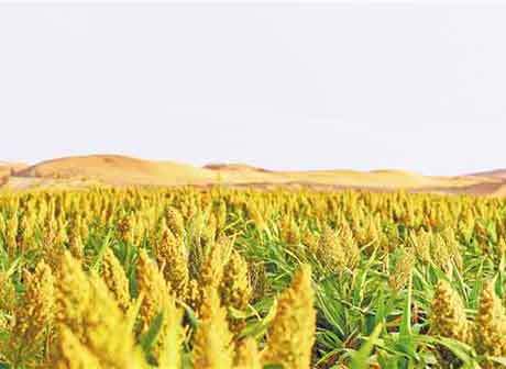 Chongqing Scientists Grow Sorghum and Tomatoes in Desert