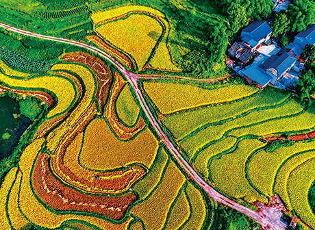 35 Units Launch the Green Agricultural Development Alliance in Chongqing