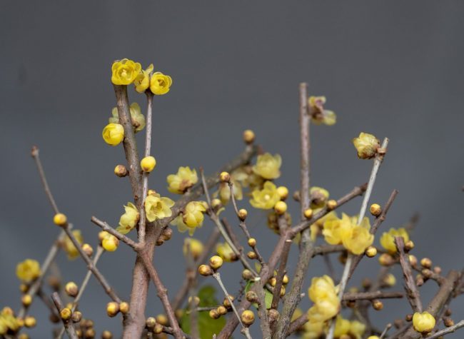 A Weekend with Music and Flowers @ the 17th Plum Blossom Culture and Art Festival