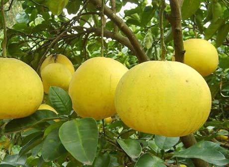 The First Batch of Famous Liangping Pomelos Exported to Russia