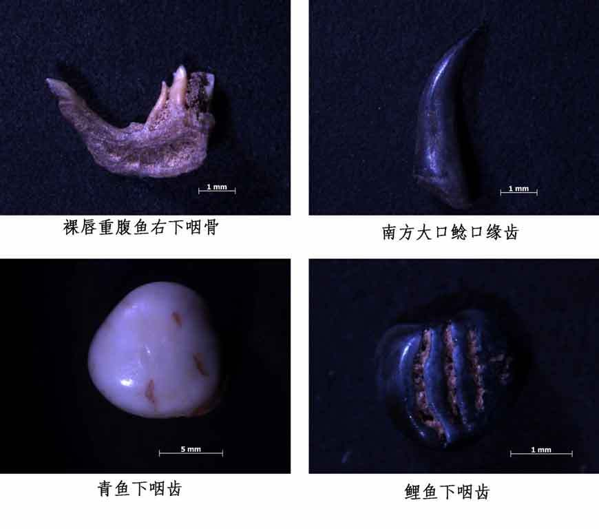 unearthed-fish-bones