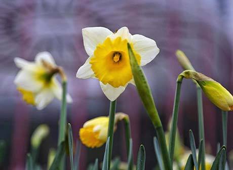 Spring Festival in Downtown Chongqing: Scores of Rare Daffodils Waiting for You
