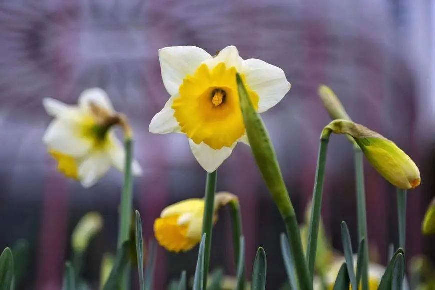 Daffodils