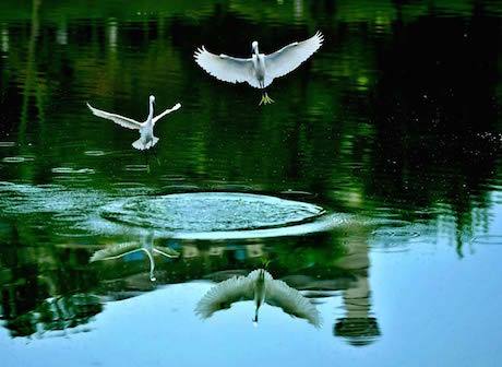 CPPCC Chongqing Municipal Committee Members Propose on Building a City with Beautiful Natural Landscapes