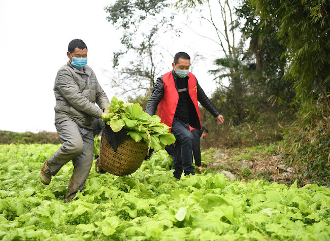 Chongqing NCP Update: 468 Confirmed Cases Reported, Ensure Supply of Essential Goods