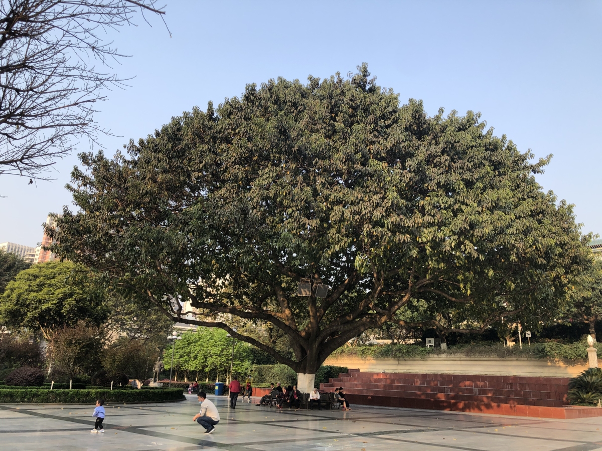 A large tree near the Three Gorges Museum