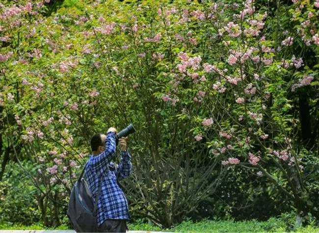 Breathtaking Beauty of Tieshanping Forest Park's Oriental Cherry Avenue