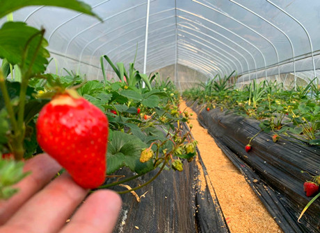 A Springtime Pick-your-own Trip in Mountain City - James' Vlog