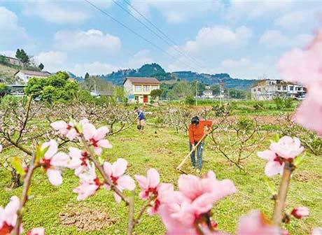 The Picture of Spring Plowng Brings the Hope of Recovery