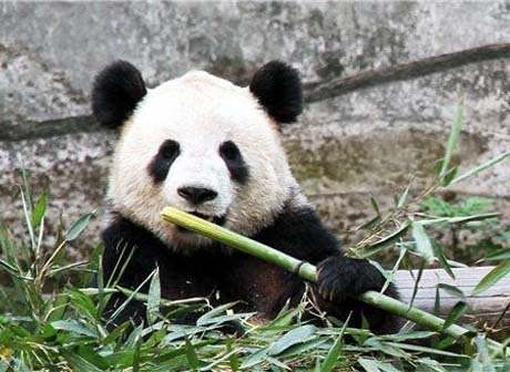 Chongqing Zoo Opens Live Streaming and Virtual Tour