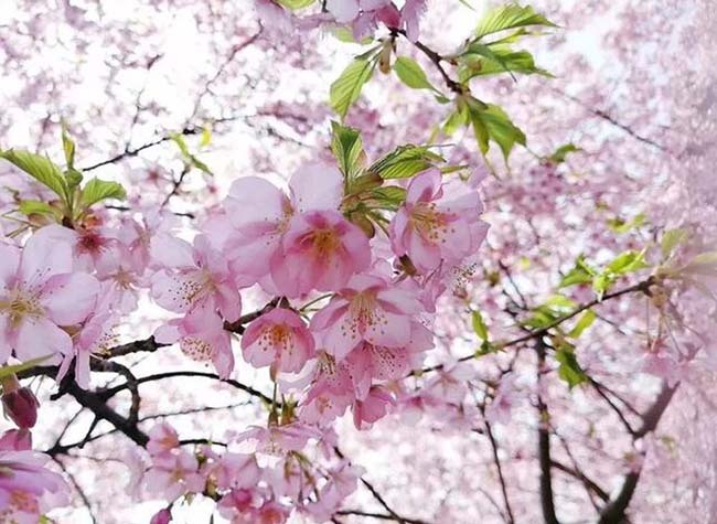 Flourishing Cherry Trees Showing Chongqing's Most Charming Spring